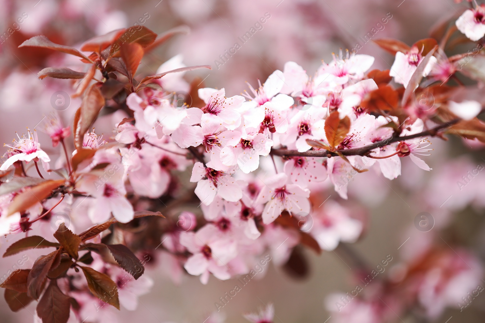 Photo of Closeup view of tree branches with tiny flowers outdoors. Amazing spring blossom