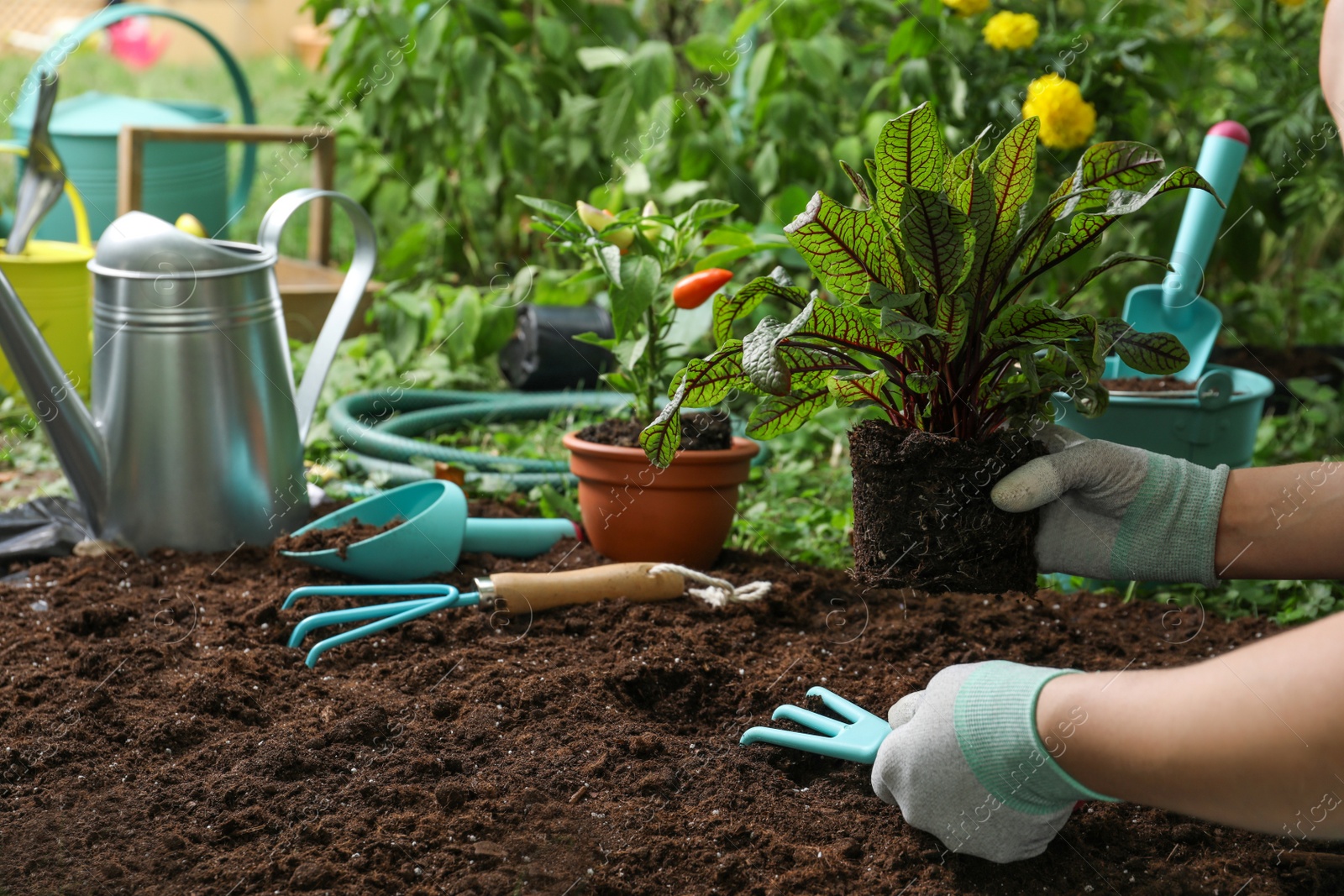 Photo of Woman transplanting plant into soil in garden, closeup. Space for text