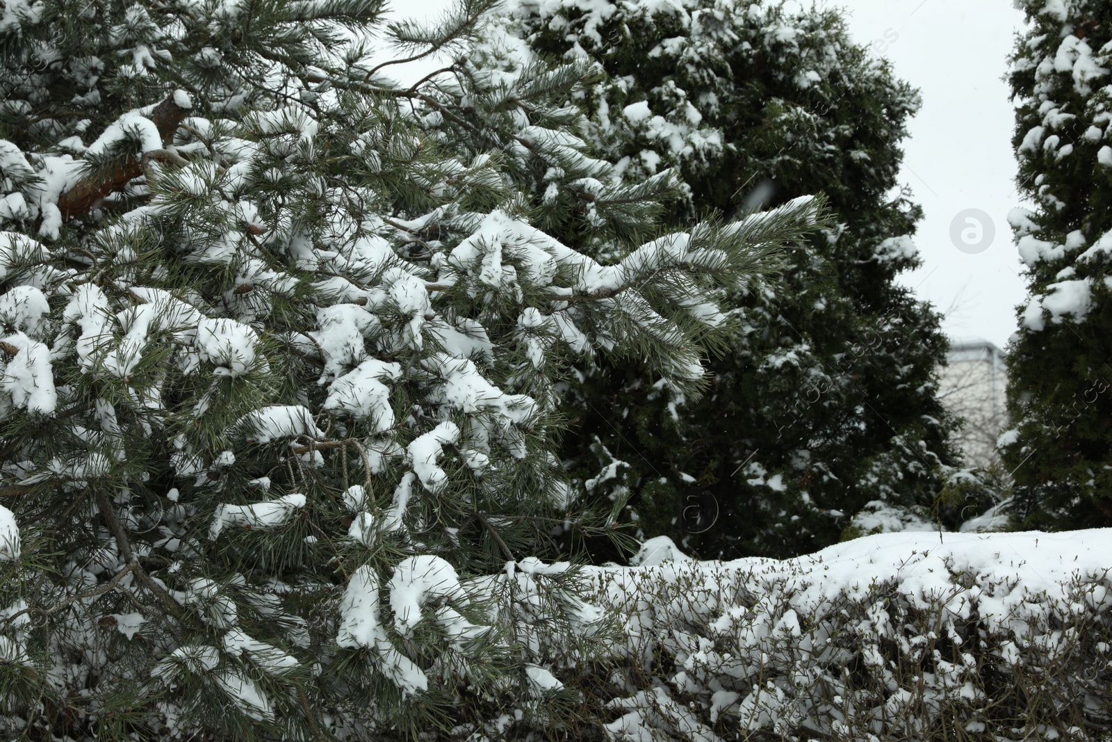 Photo of Trees and bushes covered with snow outdoors on winter day