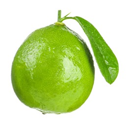 Fresh green ripe lime with wet leaf isolated on white