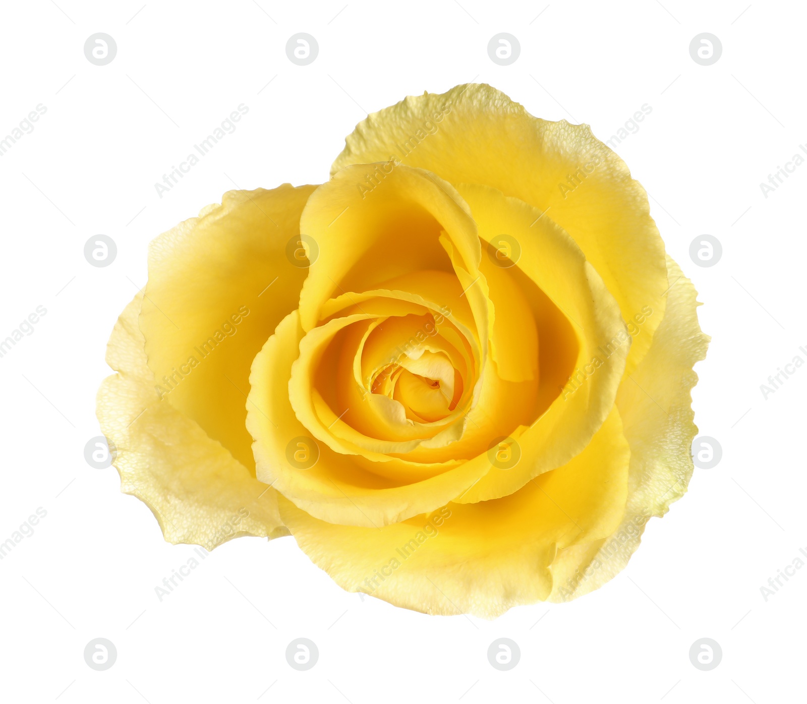 Photo of Beautiful fresh yellow rose isolated on white