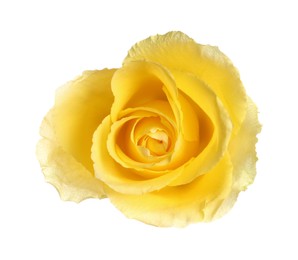 Beautiful fresh yellow rose isolated on white