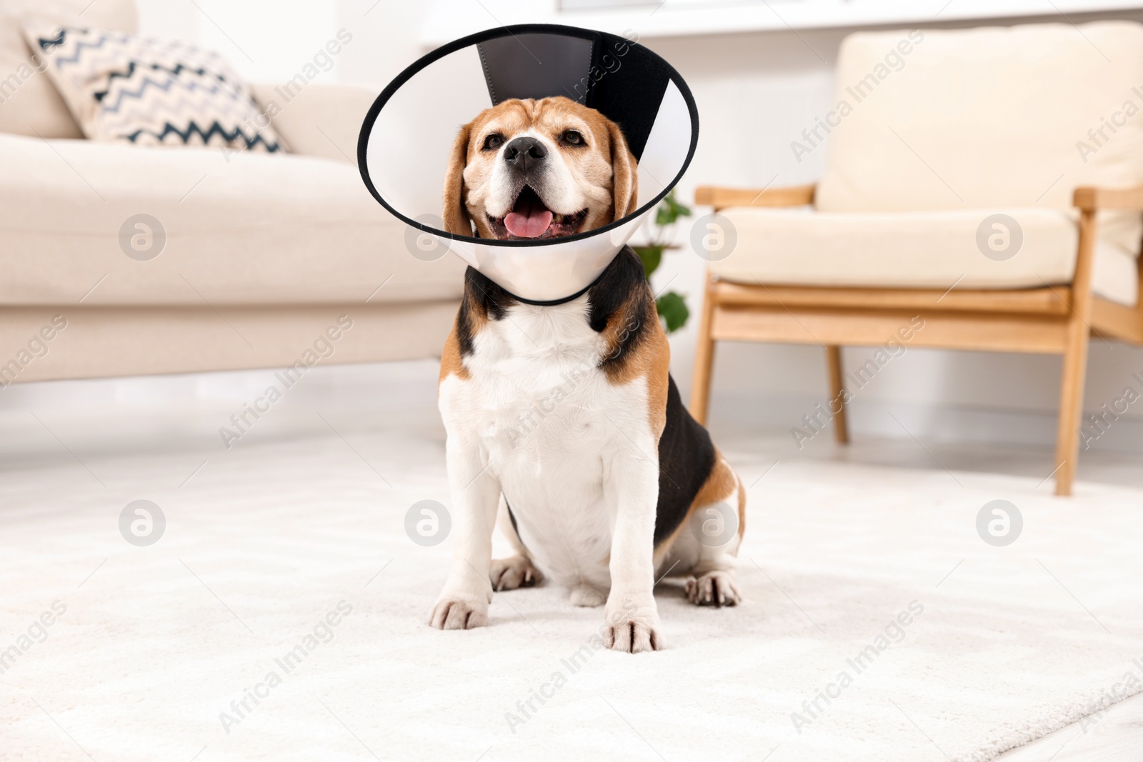 Photo of Adorable Beagle dog wearing medical plastic collar on floor indoors