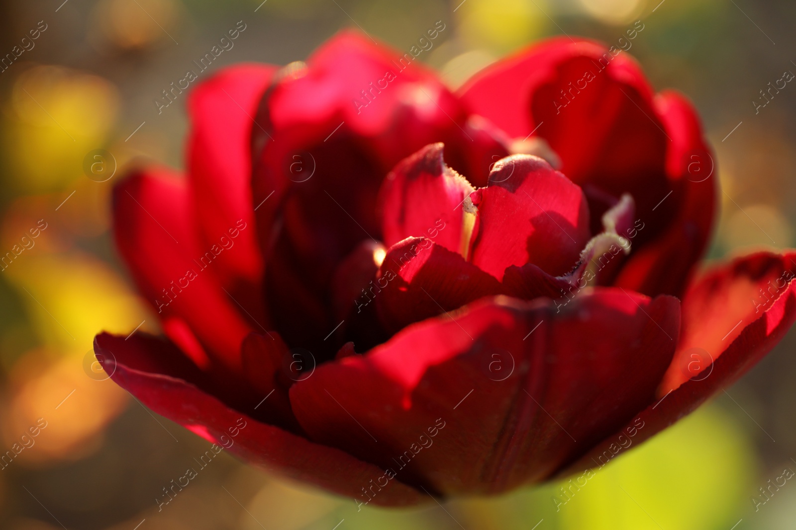 Photo of Beautiful blossoming red tulip outdoors on sunny spring day, closeup