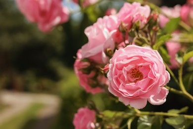 Photo of Bush with beautiful pink tea roses outdoors, closeup. Space for text