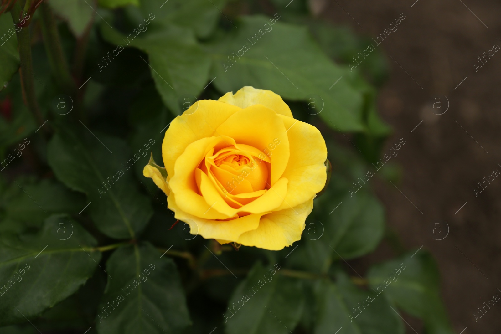 Photo of Closeup view of beautiful blooming rose bush outdoors