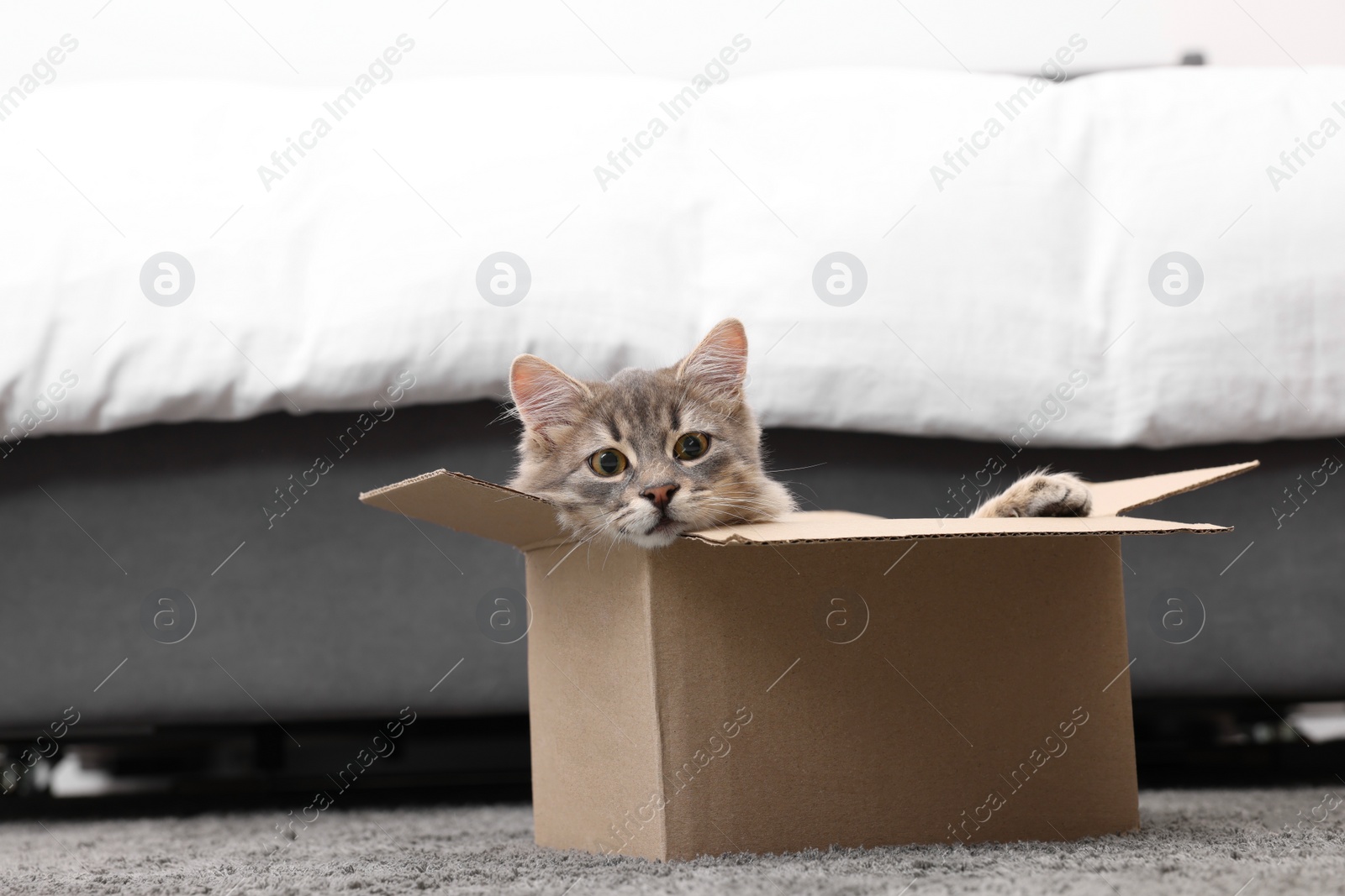 Photo of Cute fluffy cat in cardboard box on carpet at home