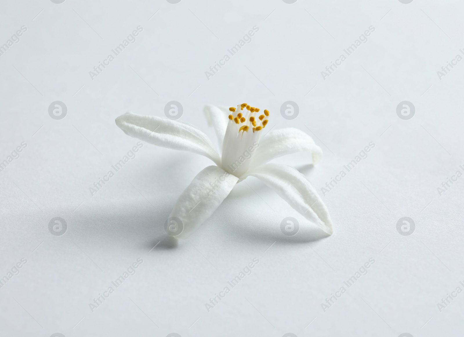 Photo of Beautiful blooming citrus flower on white background