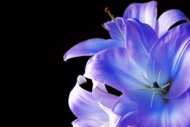 Image of Amazing lily flowers in blue and violet colors on black background