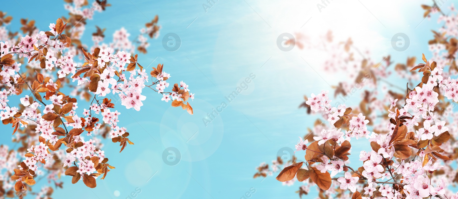 Image of Amazing spring blossom. Tree branches with beautiful flowers outdoors on sunny day, banner design 