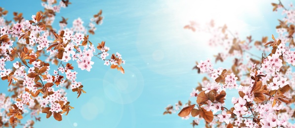 Amazing spring blossom. Tree branches with beautiful flowers outdoors on sunny day, banner design 