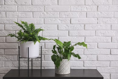 Photo of Beautiful fresh potted ferns on black table near white brick wall