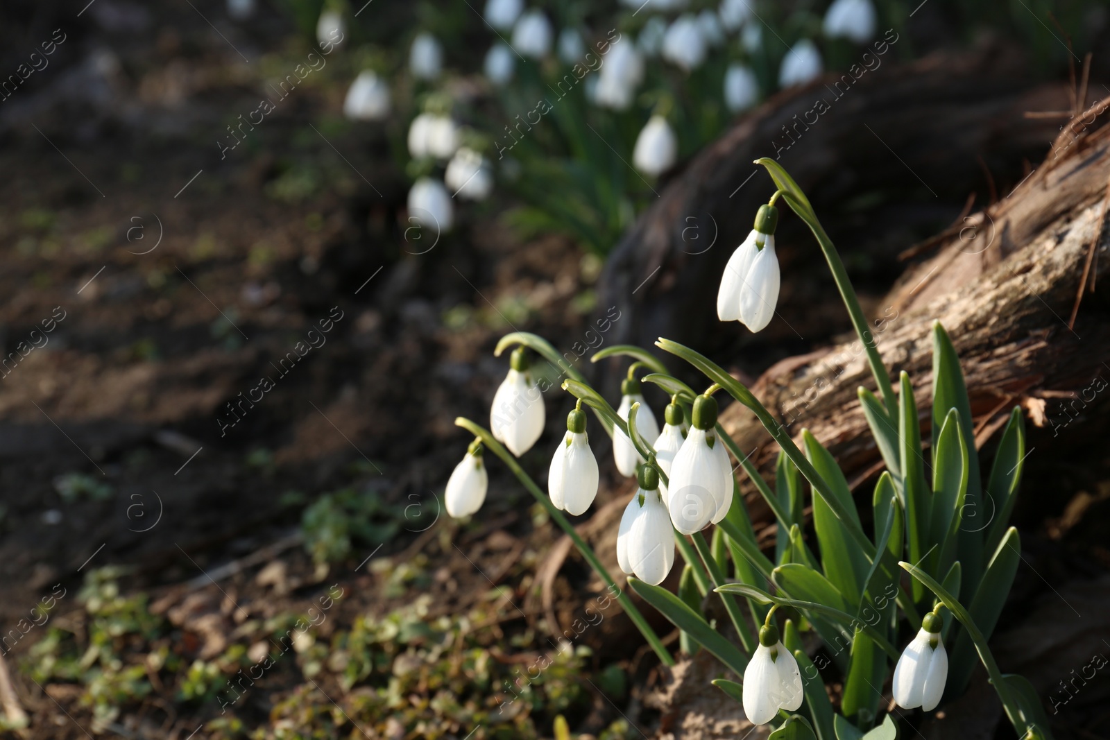 Photo of Beautiful blooming snowdrops growing outdoors, space for text. Spring flowers