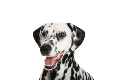 Photo of Adorable Dalmatian dog on white background. Lovely pet