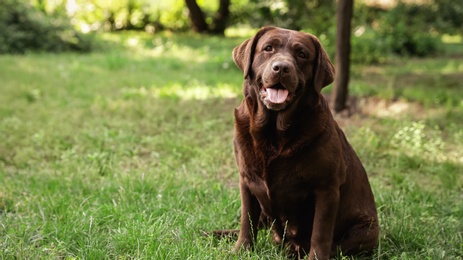 Photo of Cute Chocolate Labrador Retriever on green grass in summer park