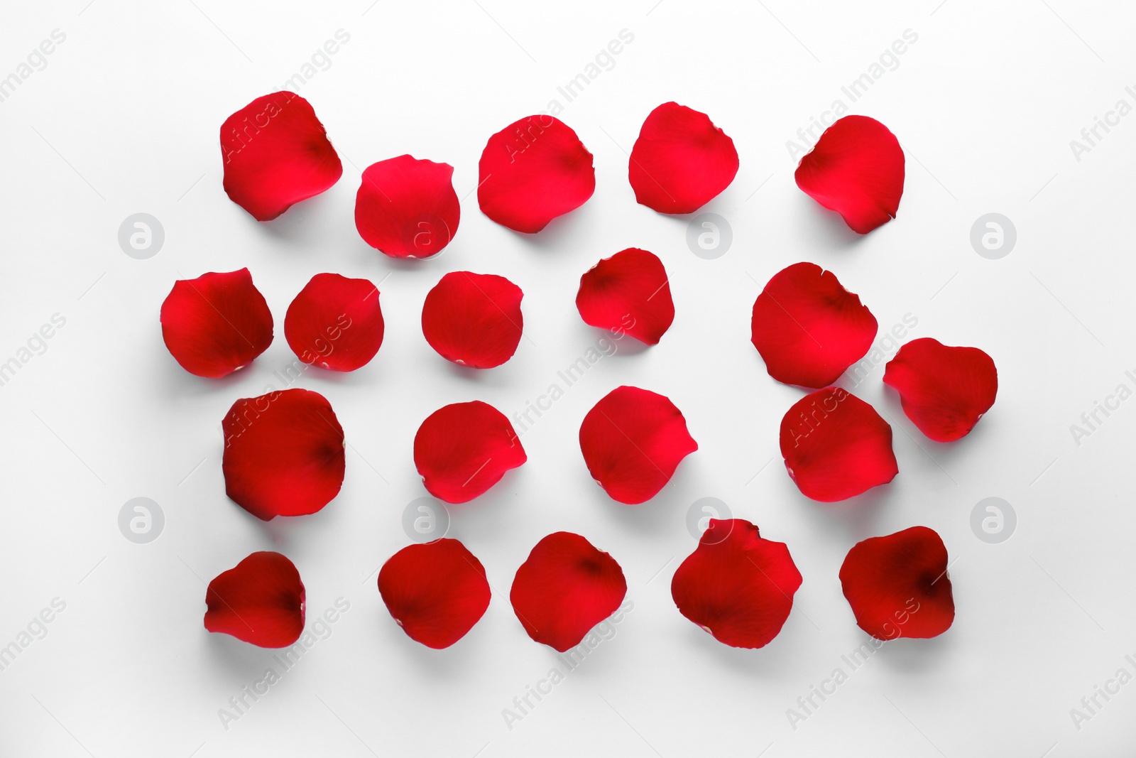 Photo of Fresh red rose petals on white background, top view