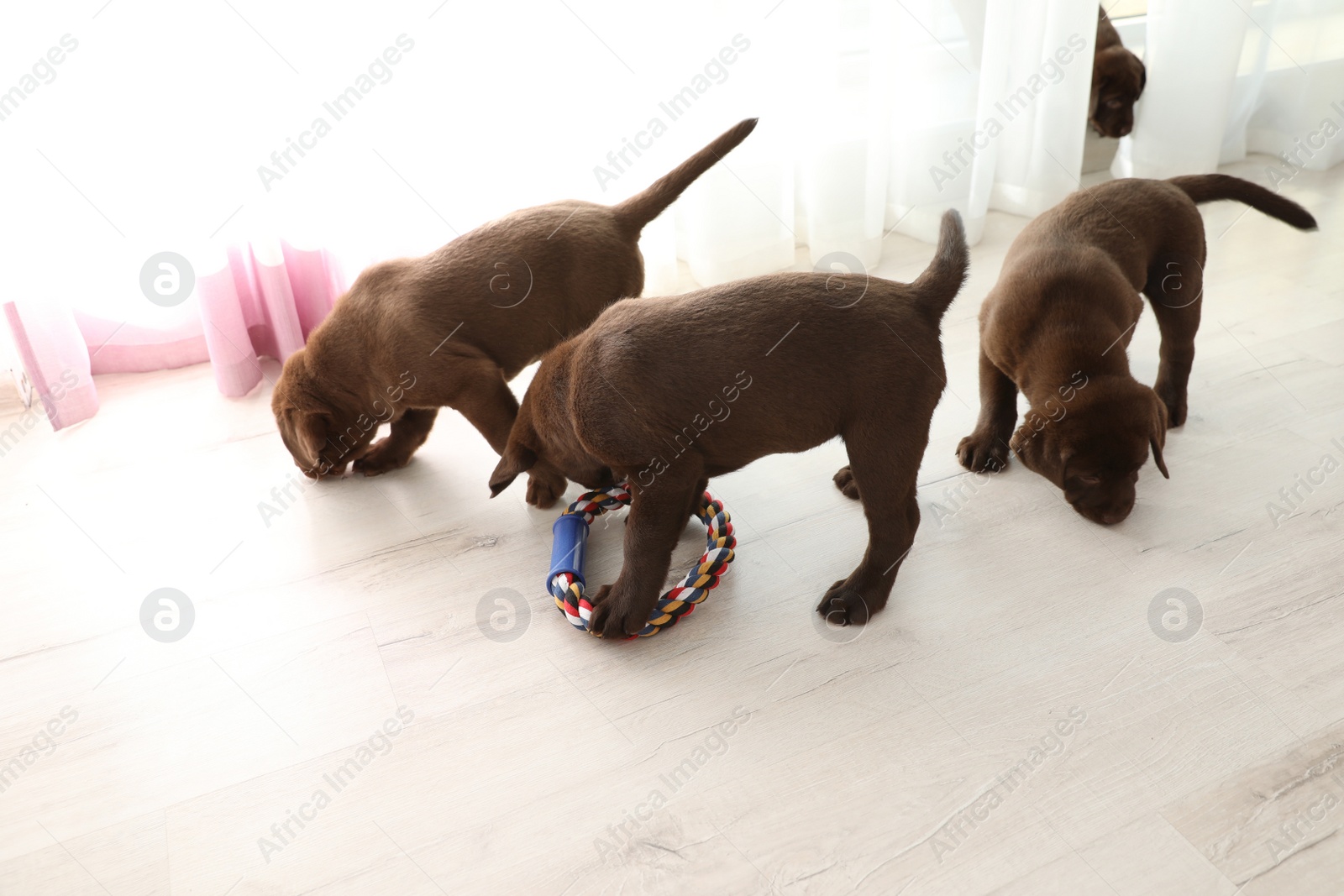 Photo of Chocolate Labrador Retriever puppies with toy indoors
