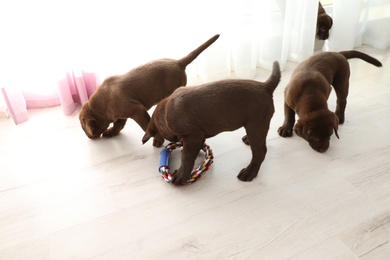 Chocolate Labrador Retriever puppies with toy indoors