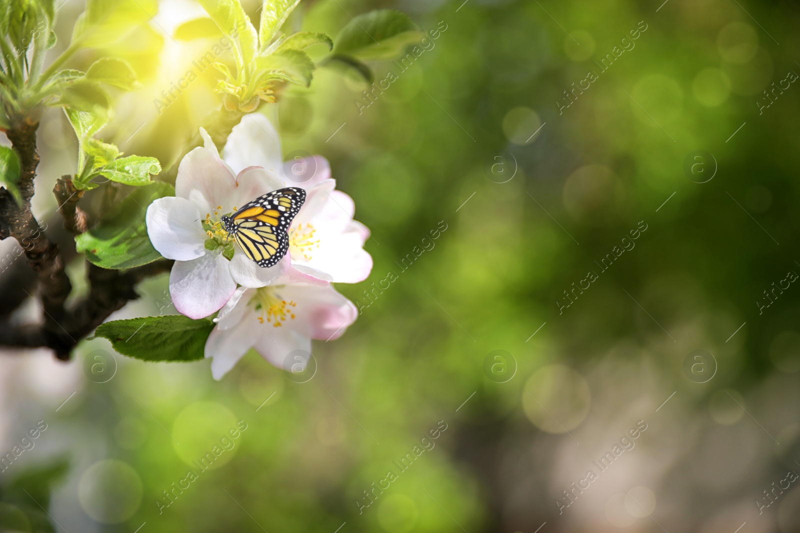 Image of Beautiful butterfly on blossoming cherry tree outdoors