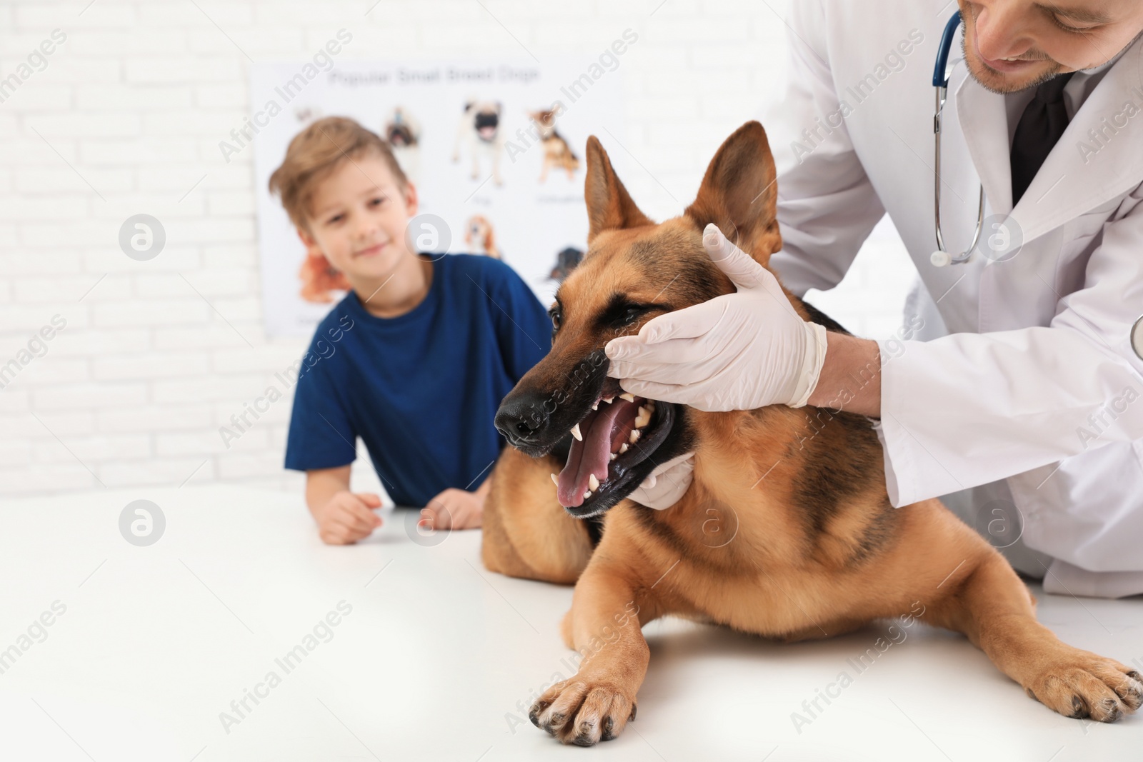 Photo of Boy with his pet visiting veterinarian in clinic. Doc examining dog's teeth