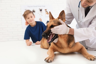 Photo of Boy with his pet visiting veterinarian in clinic. Doc examining dog's teeth