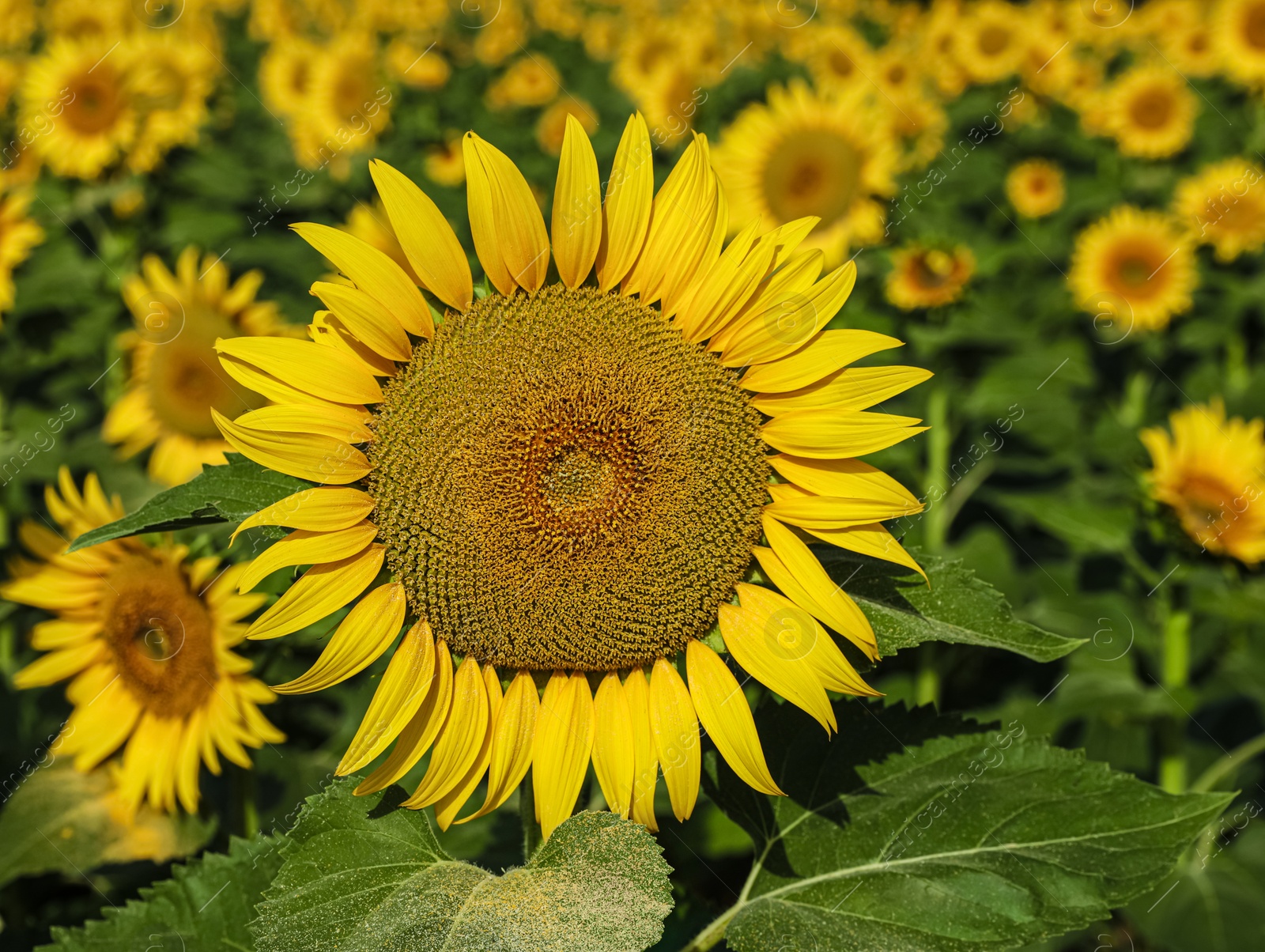 Photo of Beautiful sunflowers growing in field on sunny day