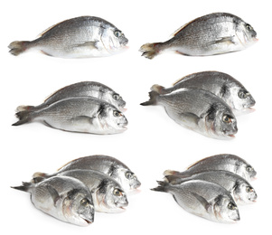 Image of Set of fresh raw dorada fish on white background