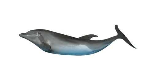 Beautiful grey bottlenose dolphin on white background