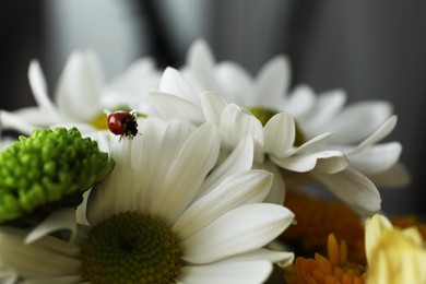 Photo of Small ladybug on beautiful chrysanthemum flower against blurred background, closeup