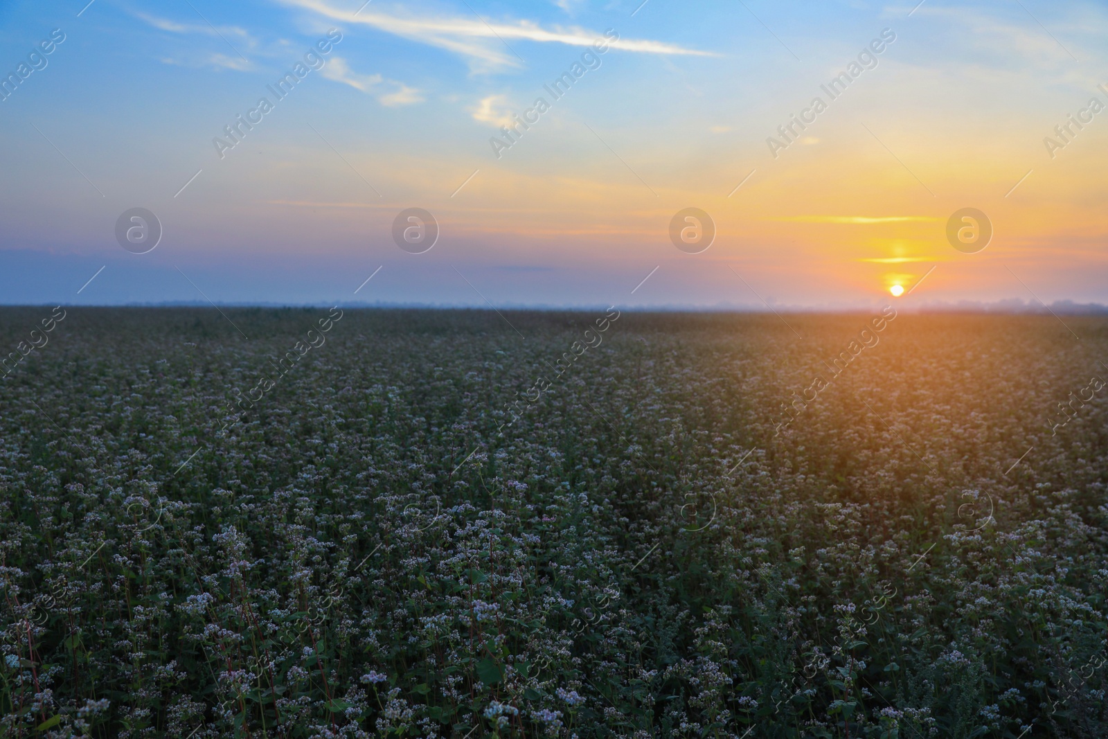 Photo of Beautiful view of blossoming buckwheat field at sunset