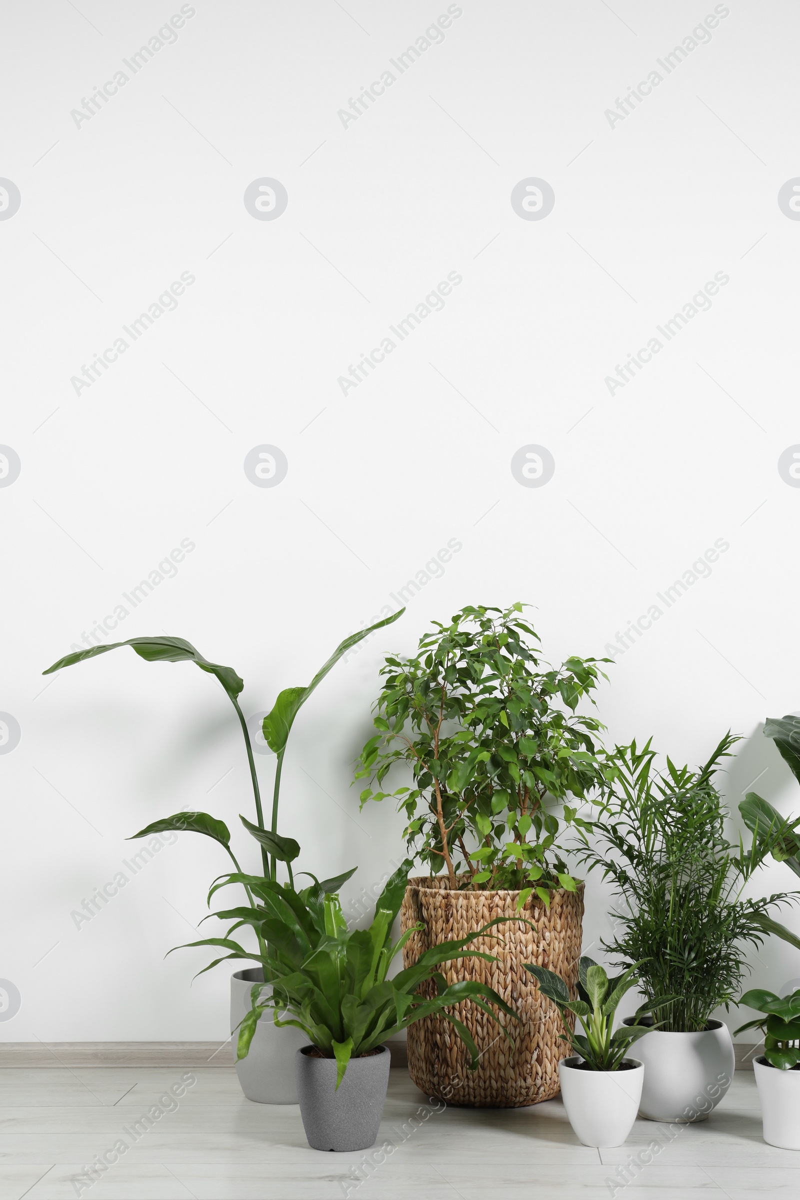 Photo of Many different houseplants in pots on floor near white wall indoors, space for text