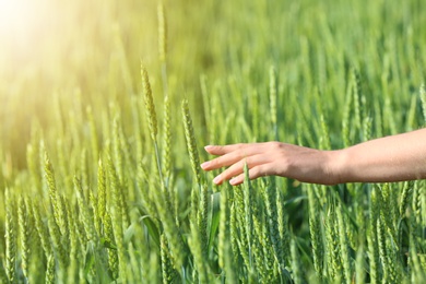 Photo of Woman in wheat field on sunny summer day, closeup on hand. Amazing nature