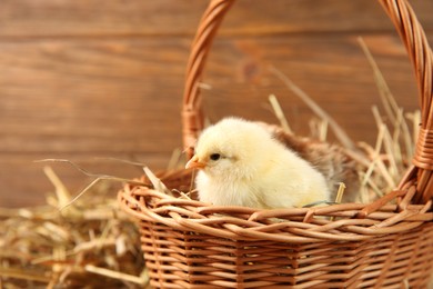 Photo of Cute chick in wicker basket on blurred background. Baby animal