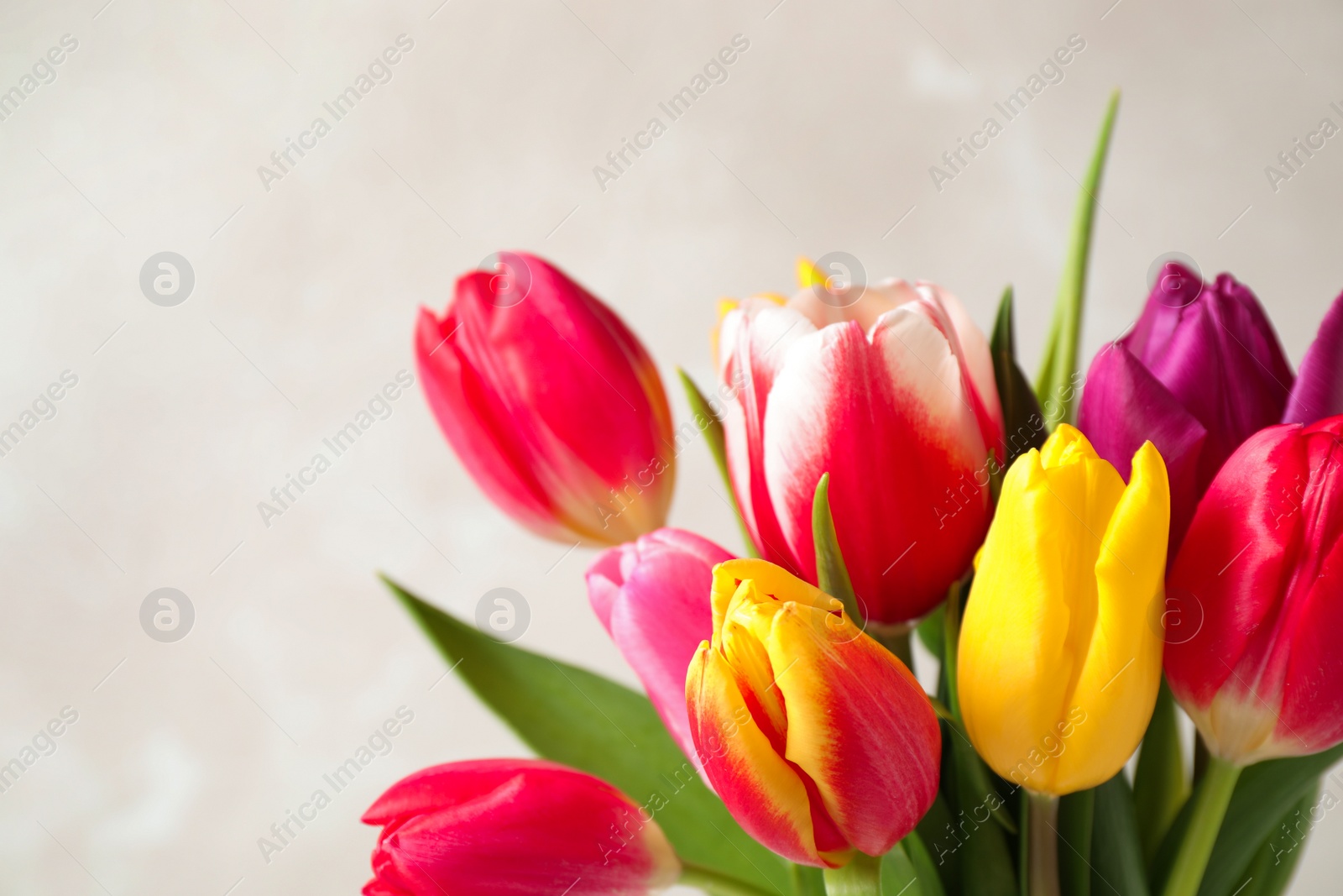 Photo of Beautiful spring tulips on light background, closeup