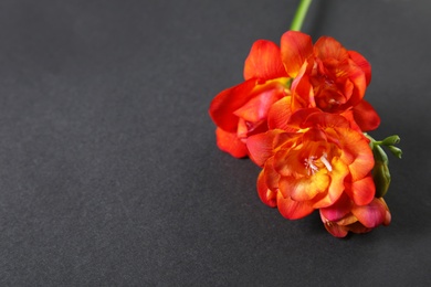 Photo of Beautiful bright freesia flower on dark background. Space for text