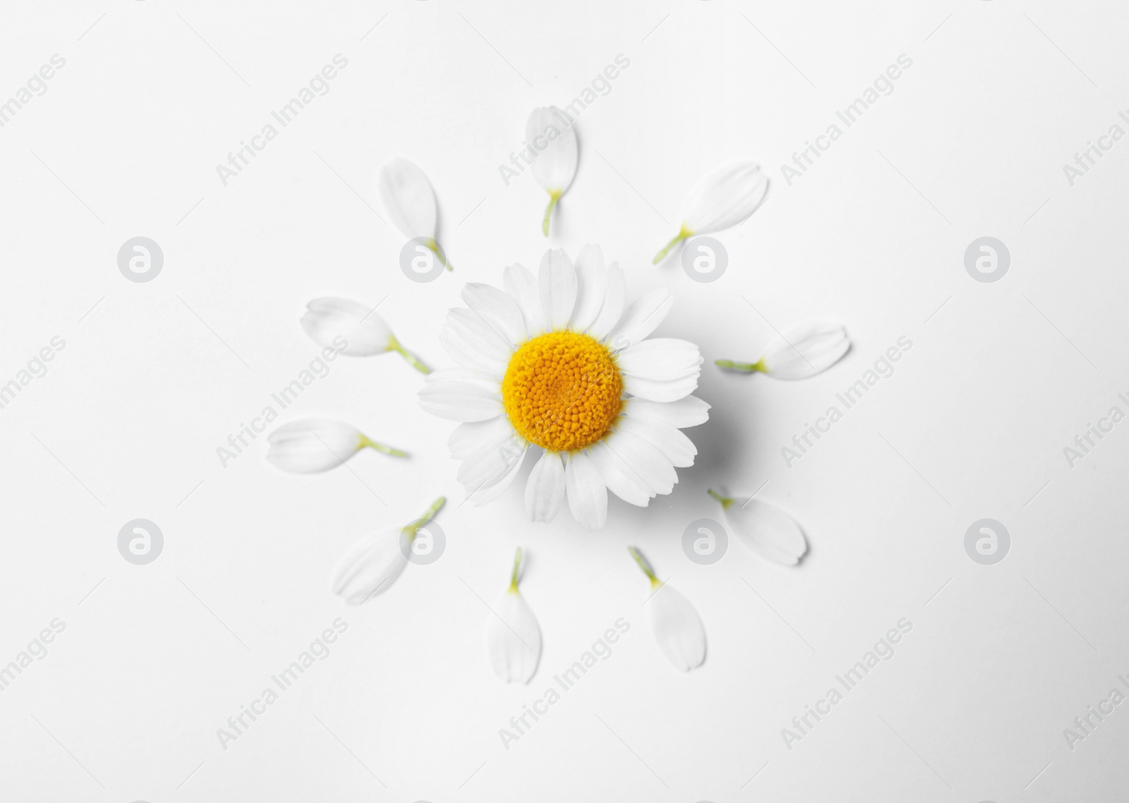 Photo of Flat lay composition with fresh chamomile on white background