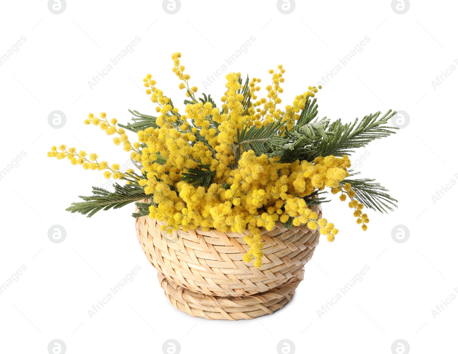 Photo of Beautiful yellow mimosa flowers in wicker box isolated on white