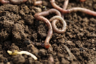 Photo of Worm on wet soil, closeup. Terrestrial invertebrates
