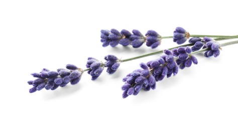 Photo of Beautiful lavender flowers isolated on white. Fresh herb
