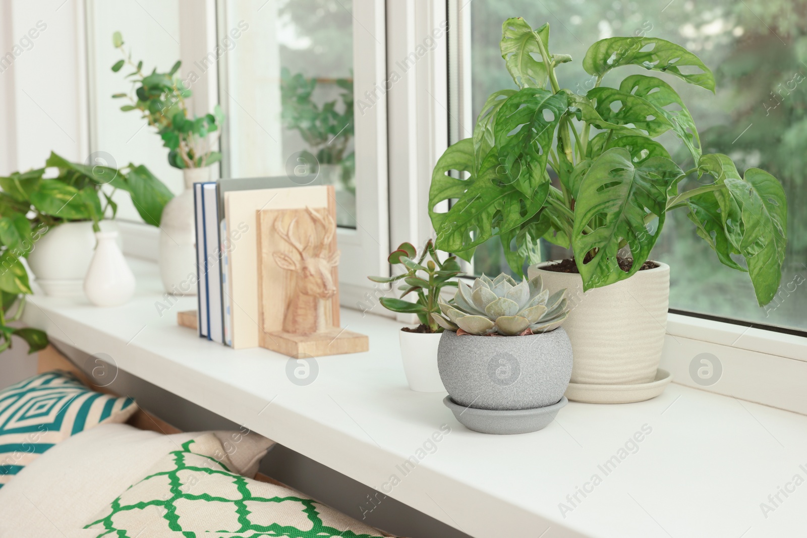 Photo of Many beautiful house plants on windowsill indoors. Home design idea