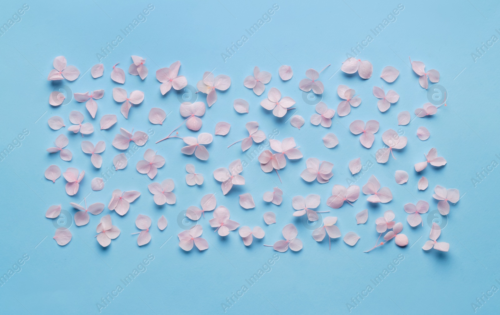 Photo of Flat lay composition with beautiful hortensia flowers on light blue background