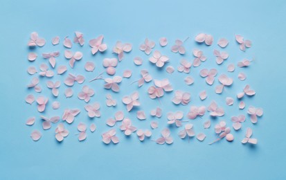 Flat lay composition with beautiful hortensia flowers on light blue background