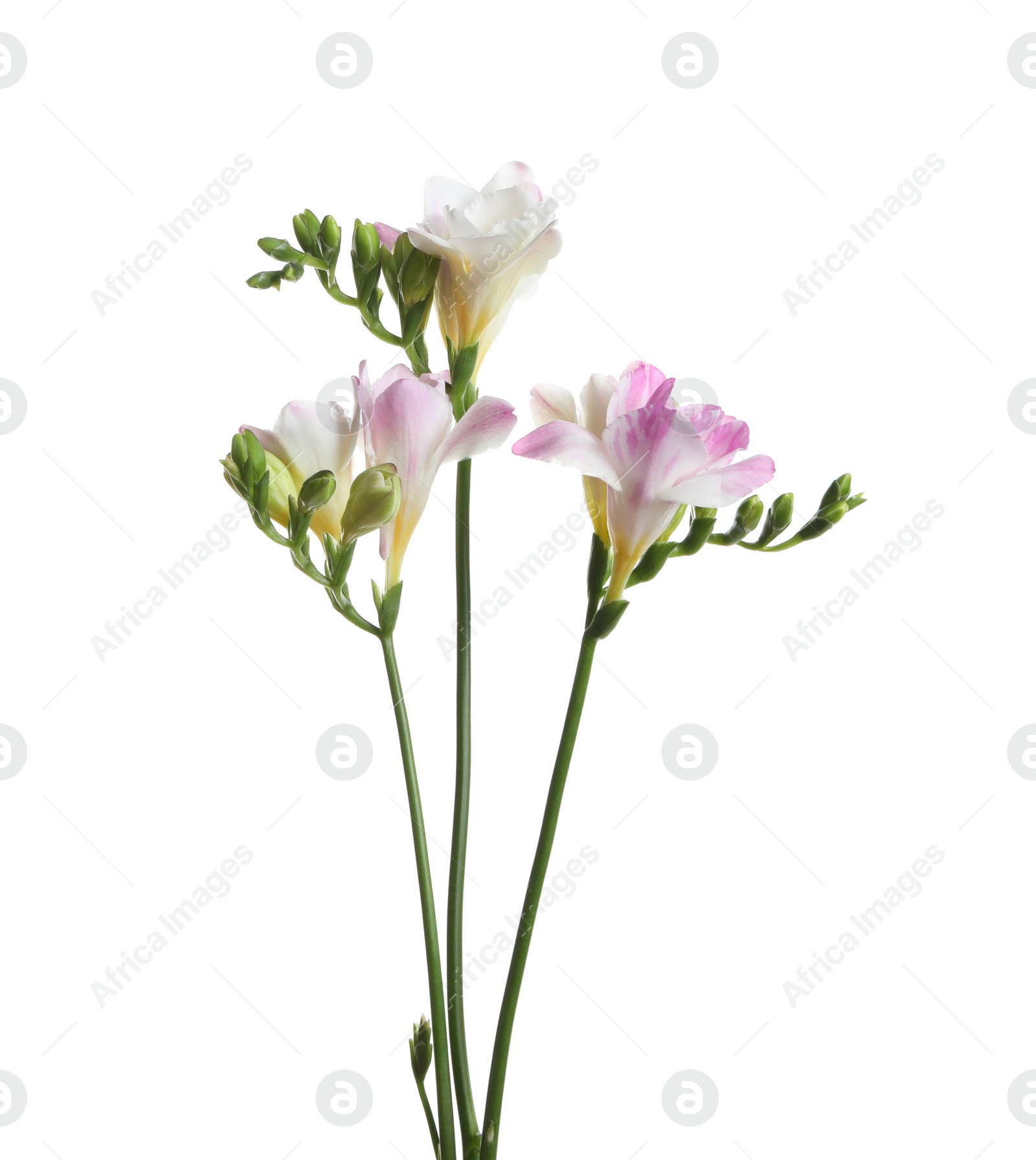 Photo of Beautiful colorful freesia flowers on white background