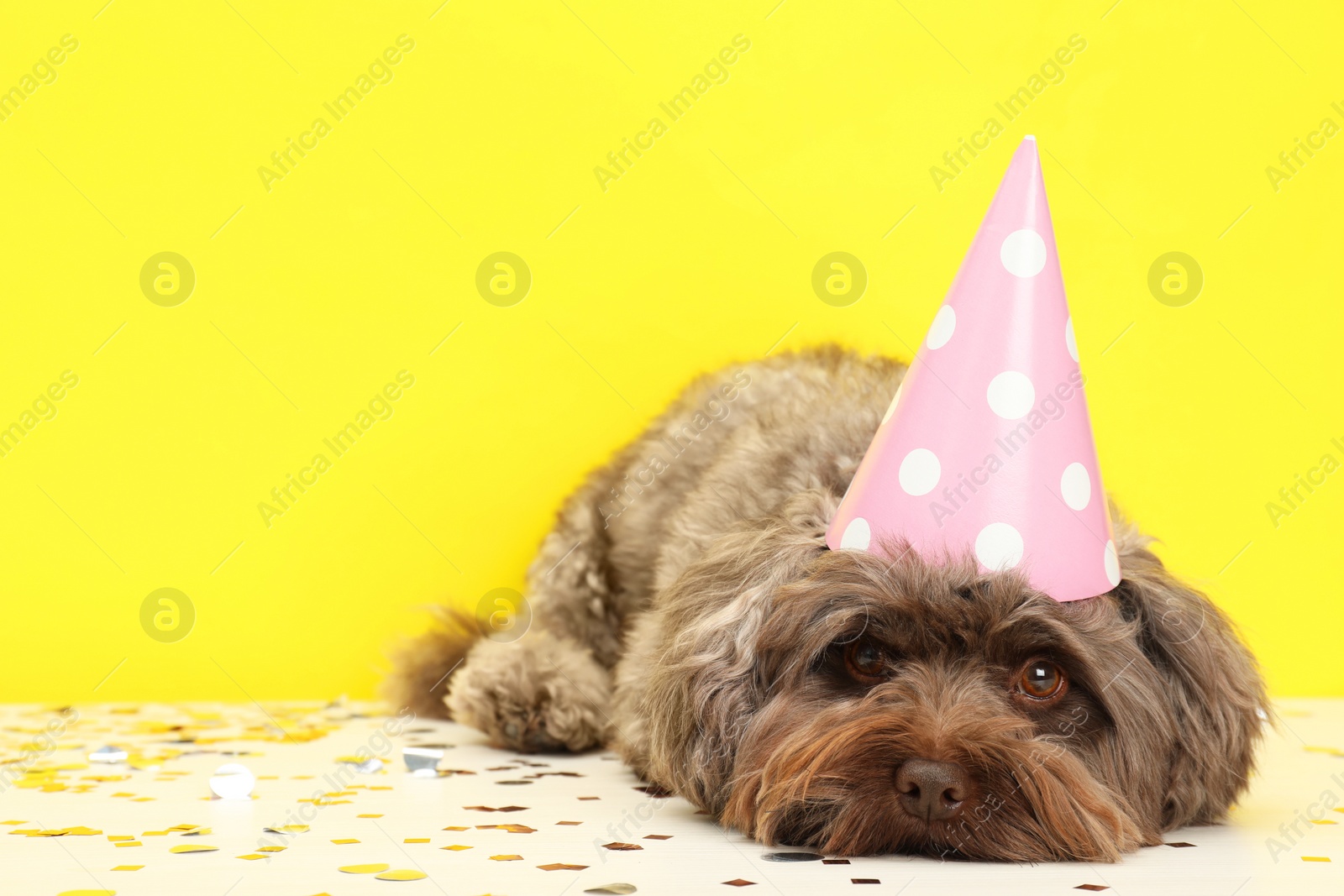 Photo of Cute Maltipoo dog wearing party hat on white table with confetti against yellow background, space for text. Lovely pet
