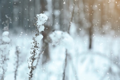 Photo of Plant covered with snow near forest in winter, closeup