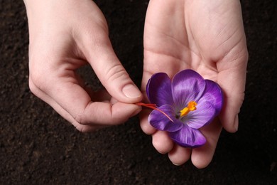 Photo of Woman with beautiful Saffron crocus flower outdoors, top view