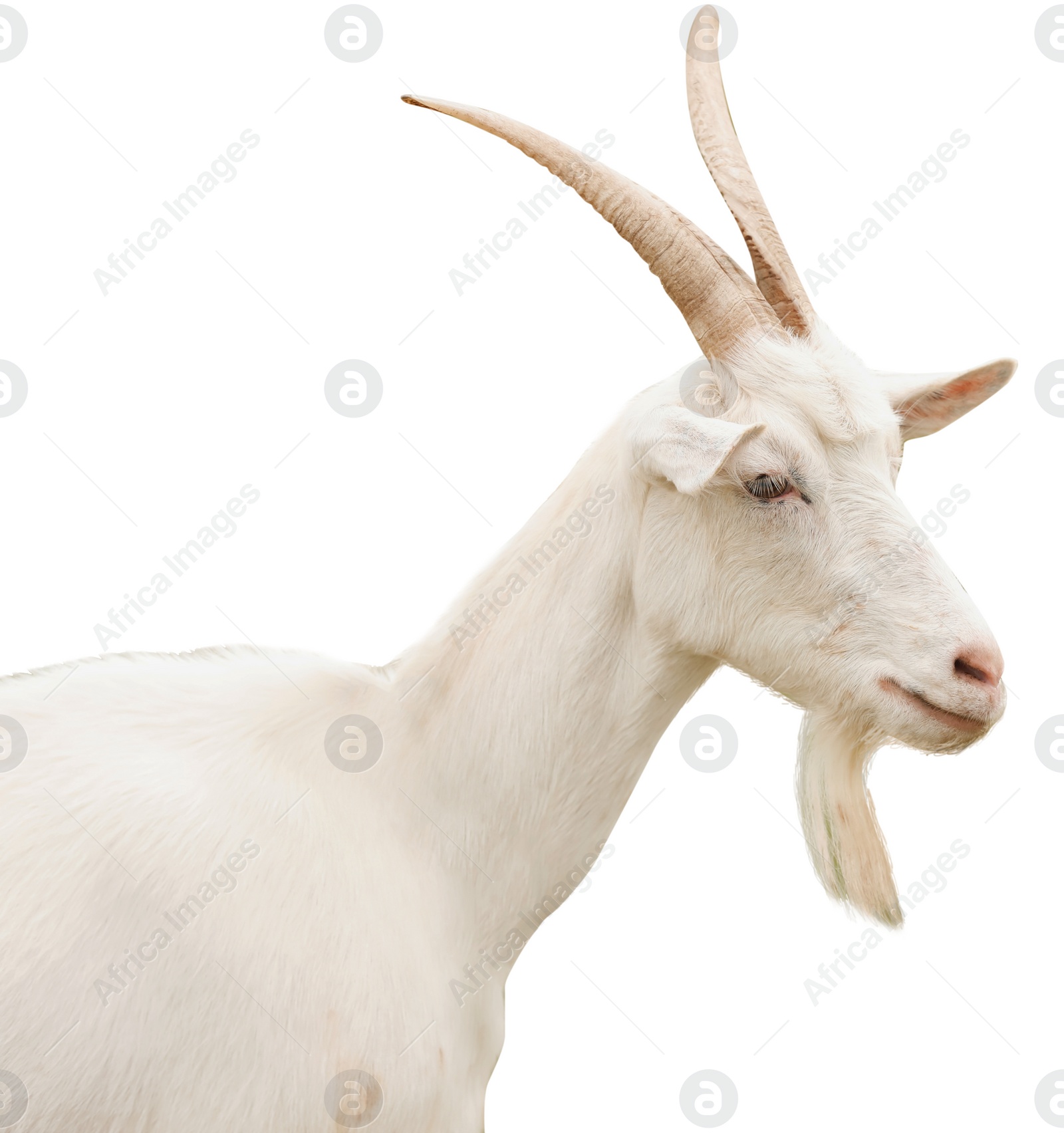 Image of Cute goat on white background. Animal husbandry