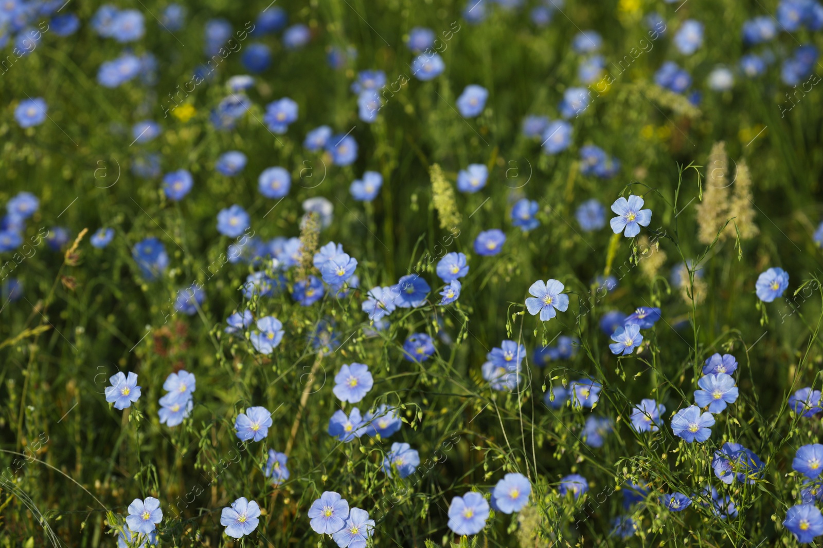 Photo of Picturesque view of beautiful blooming flax field