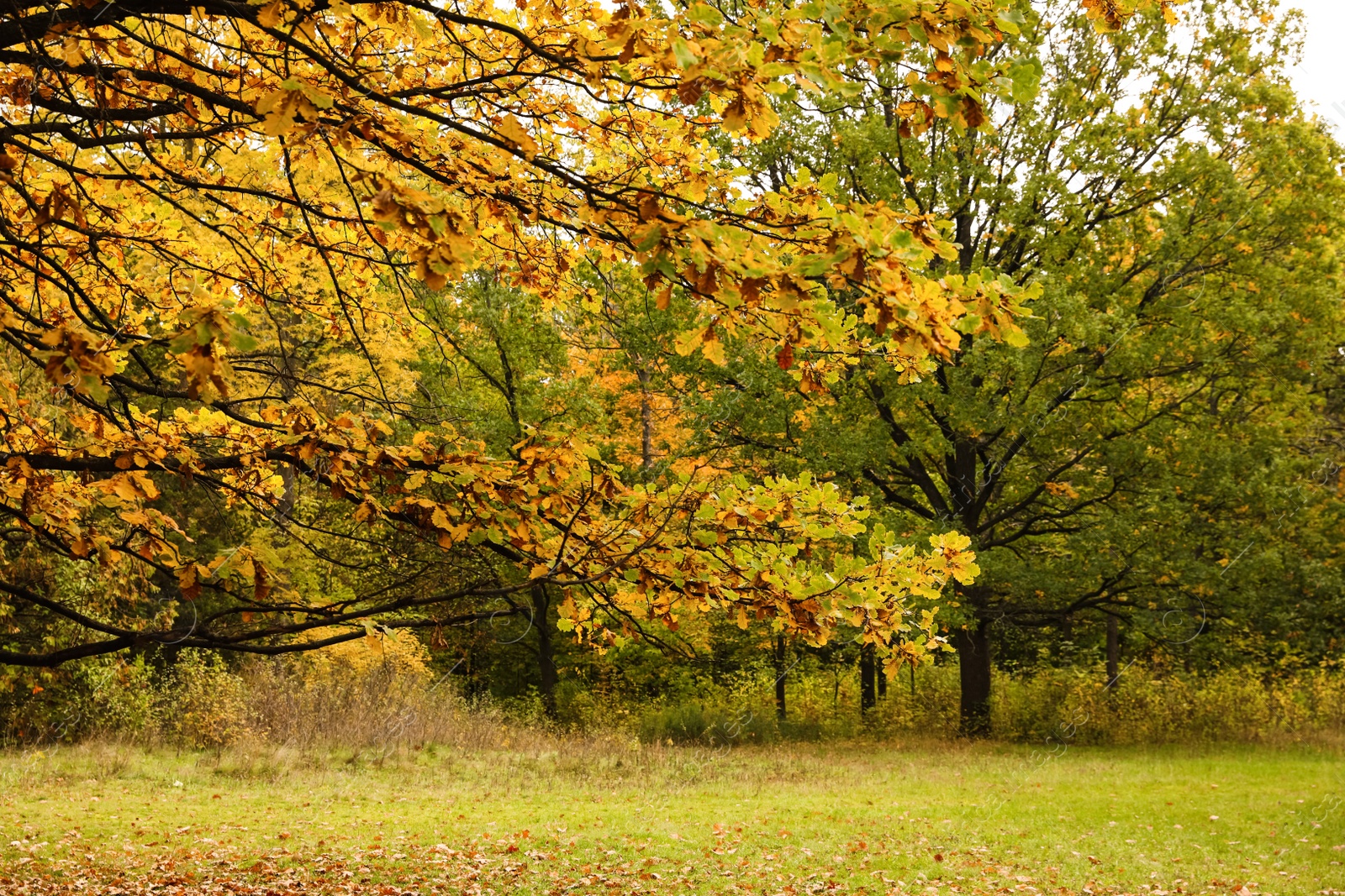 Photo of Beautiful view of meadow with trees in autumn forest