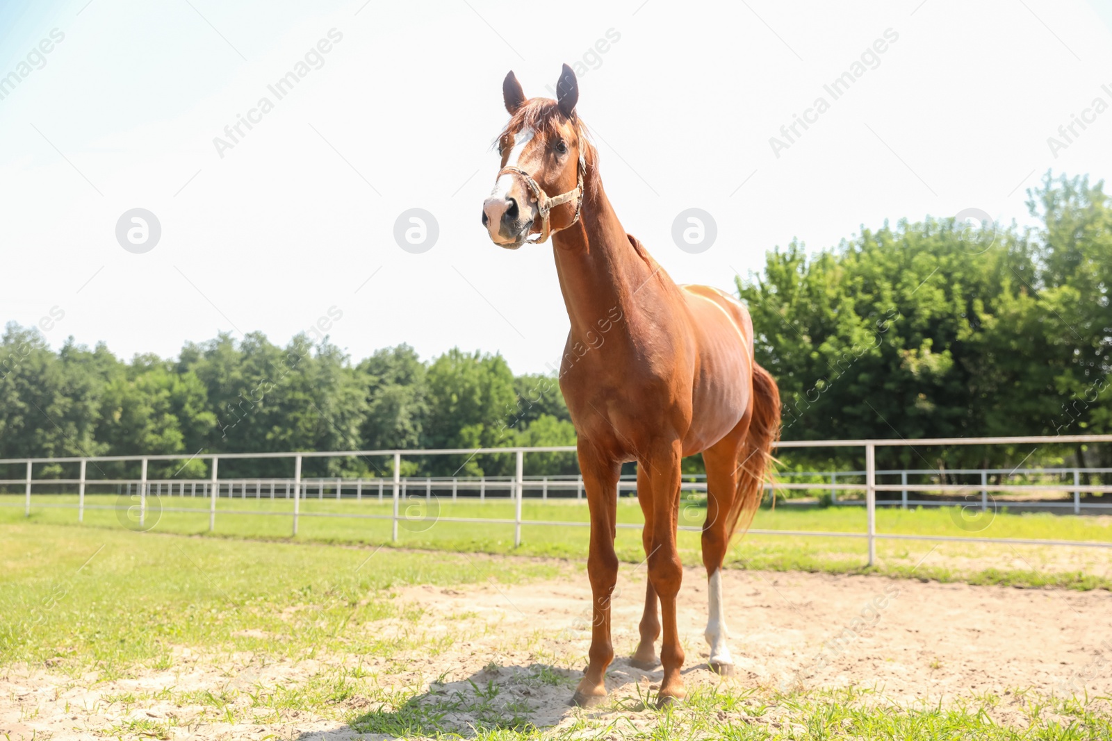 Photo of Chestnut horse in paddock on sunny day. Beautiful pet